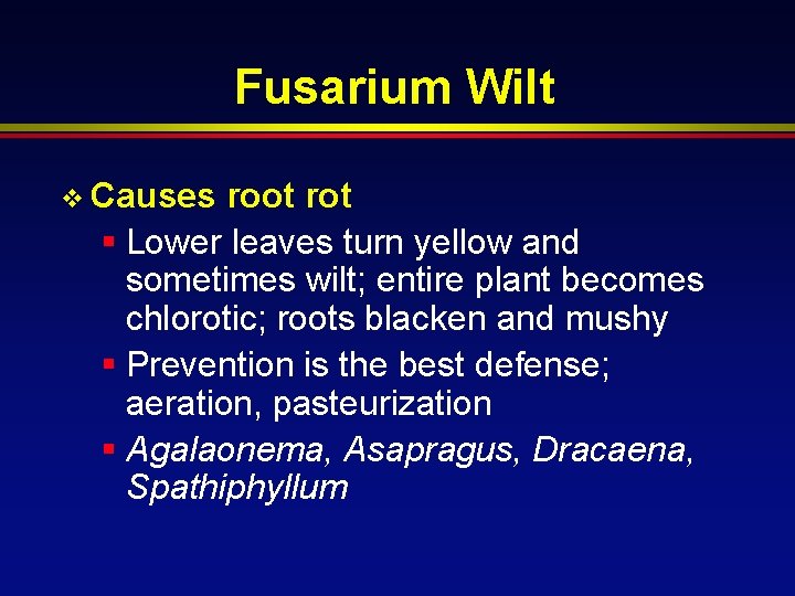 Fusarium Wilt v Causes root rot § Lower leaves turn yellow and sometimes wilt;