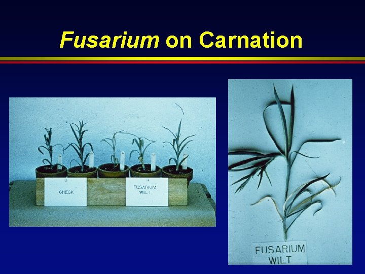 Fusarium on Carnation 