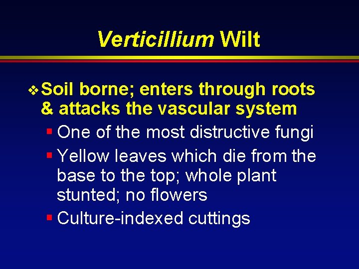 Verticillium Wilt v Soil borne; enters through roots & attacks the vascular system §