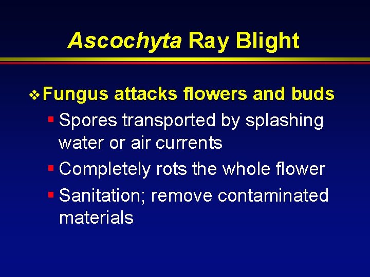 Ascochyta Ray Blight v Fungus attacks flowers and buds § Spores transported by splashing