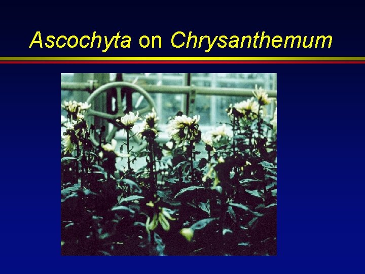 Ascochyta on Chrysanthemum 