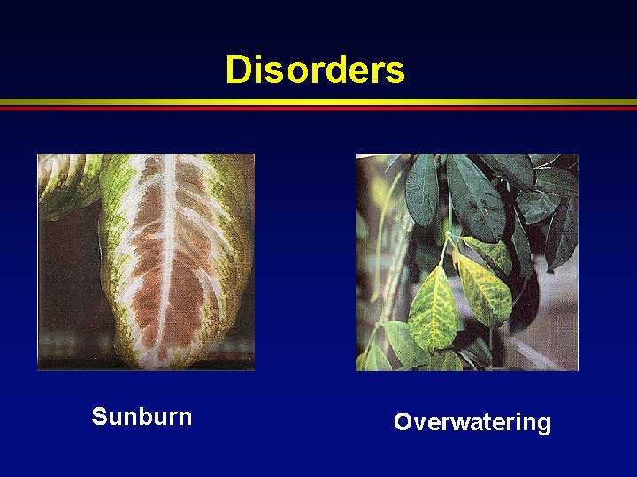 Disorders Sunburn Overwatering 