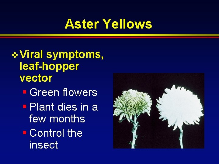 Aster Yellows v Viral symptoms, leaf-hopper vector § Green flowers § Plant dies in