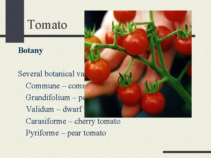 Tomato Botany Several botanical varieties: Commune – common tomato Grandifolium – potato-leafed tomato Validum