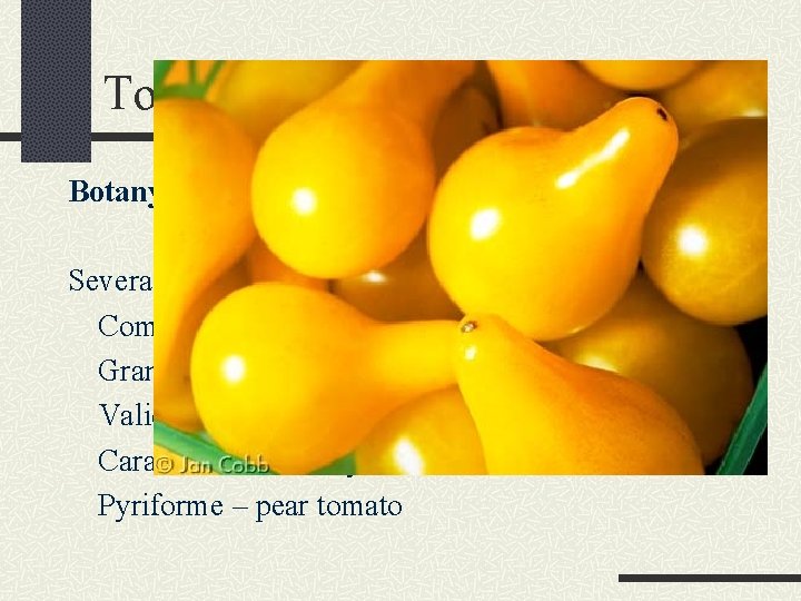 Tomato Botany Several botanical varieties: Commune – common tomato Grandifolium – potato-leafed tomato Validum