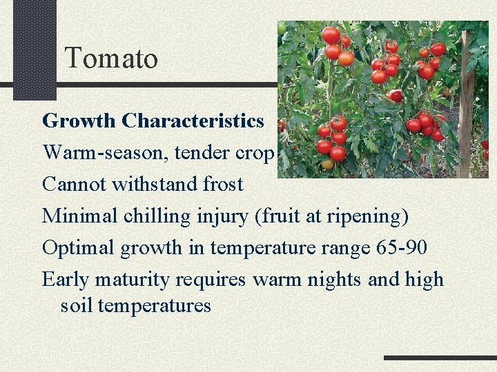 Tomato Growth Characteristics Warm-season, tender crop Cannot withstand frost Minimal chilling injury (fruit at