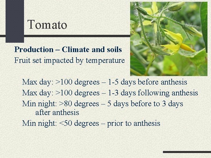 Tomato Production – Climate and soils Fruit set impacted by temperature Max day: >100