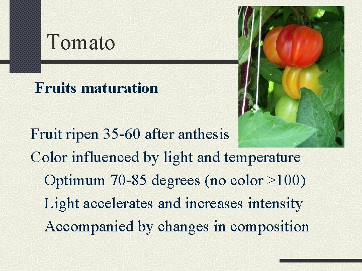 Tomato Fruits maturation Fruit ripen 35 -60 after anthesis Color influenced by light and