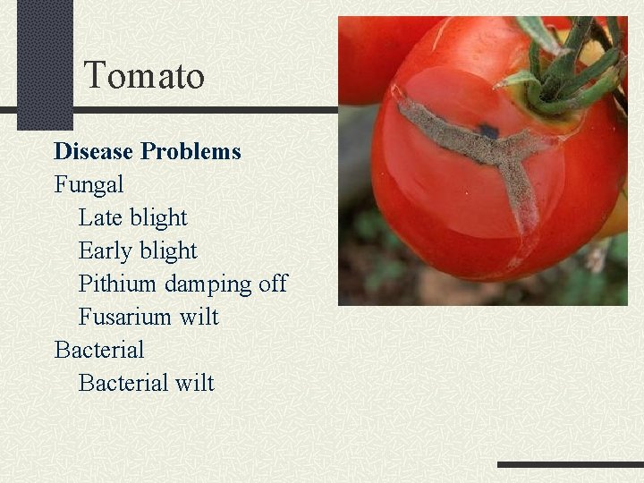 Tomato Disease Problems Fungal Late blight Early blight Pithium damping off Fusarium wilt Bacterial