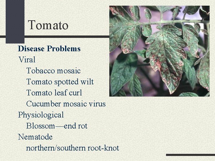 Tomato Disease Problems Viral Tobacco mosaic Tomato spotted wilt Tomato leaf curl Cucumber mosaic