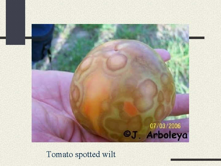 Tomato spotted wilt 