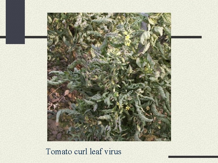 Tomato curl leaf virus 