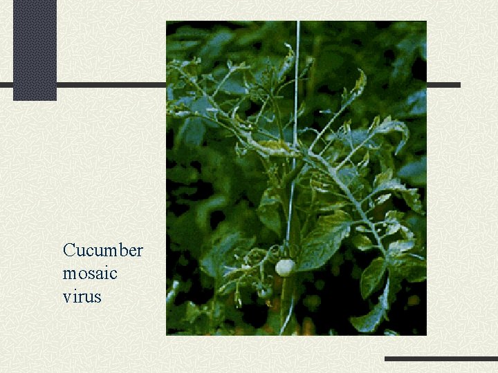 Cucumber mosaic virus 