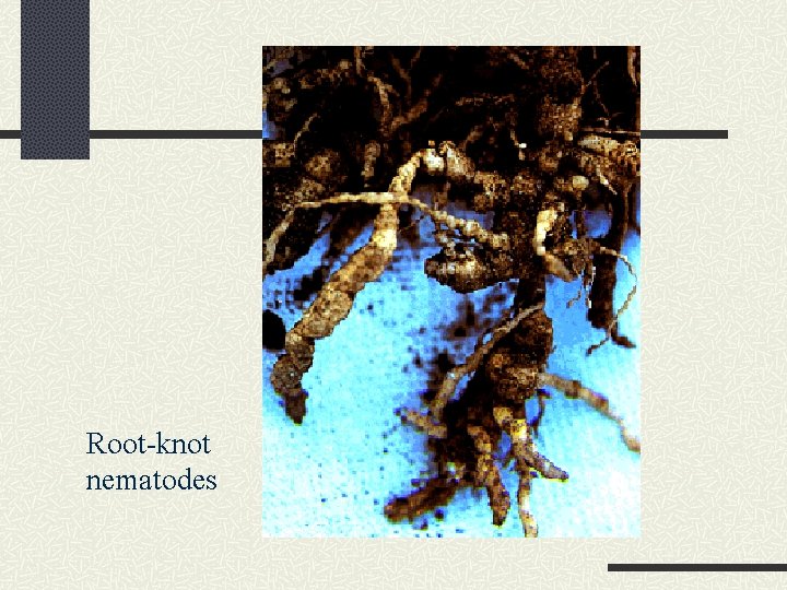 Root-knot nematodes 