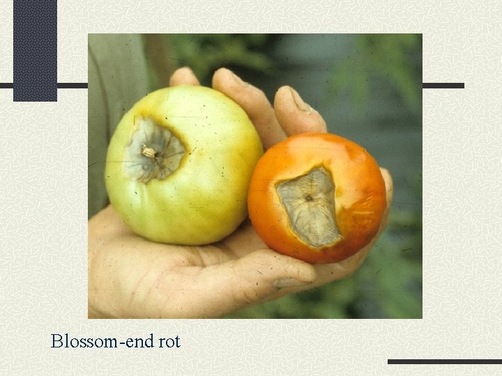 Blossom-end rot 