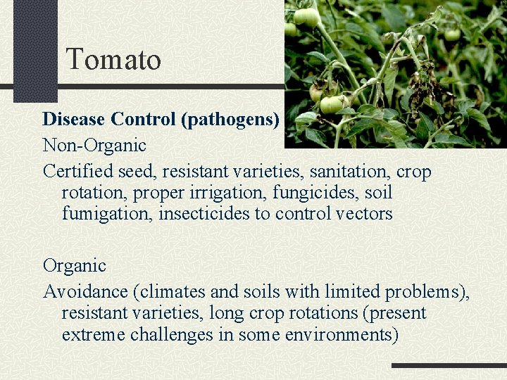 Tomato Disease Control (pathogens) Non-Organic Certified seed, resistant varieties, sanitation, crop rotation, proper irrigation,