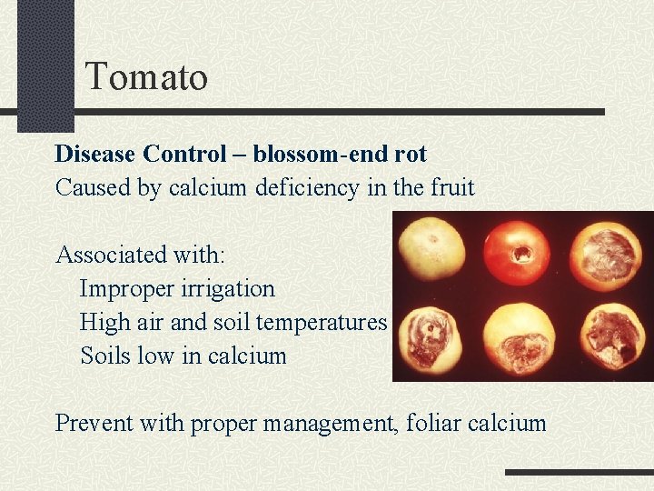 Tomato Disease Control – blossom-end rot Caused by calcium deficiency in the fruit Associated