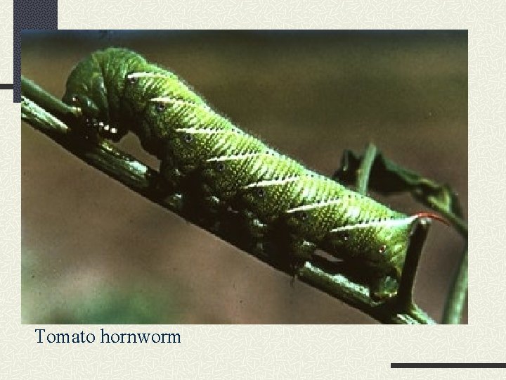 Tomato hornworm 