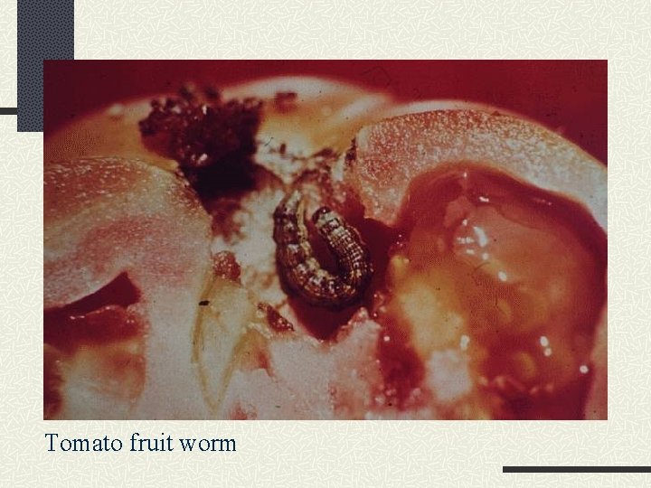 Tomato fruit worm 