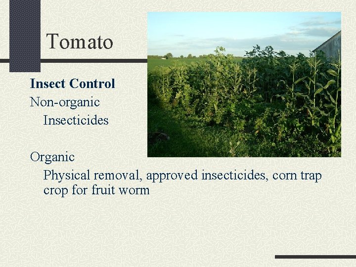 Tomato Insect Control Non-organic Insecticides Organic Physical removal, approved insecticides, corn trap crop for