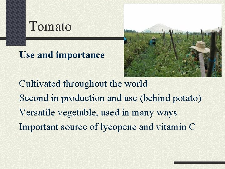 Tomato Use and importance Cultivated throughout the world Second in production and use (behind