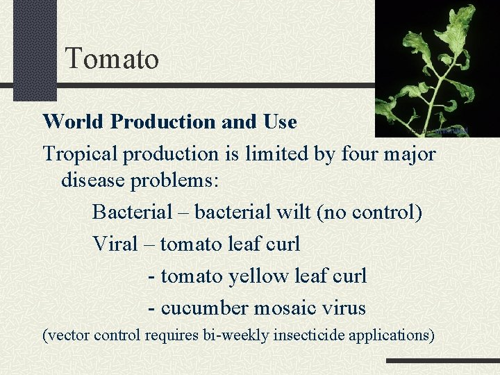 Tomato World Production and Use Tropical production is limited by four major disease problems: