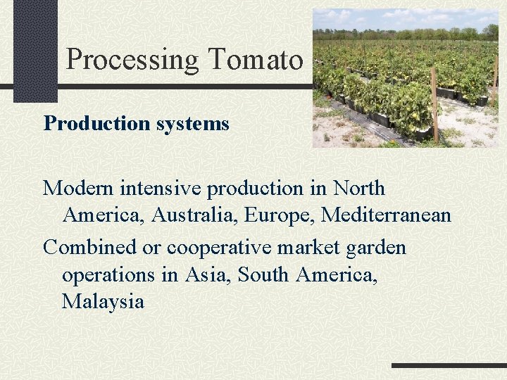 Processing Tomato Production systems Modern intensive production in North America, Australia, Europe, Mediterranean Combined