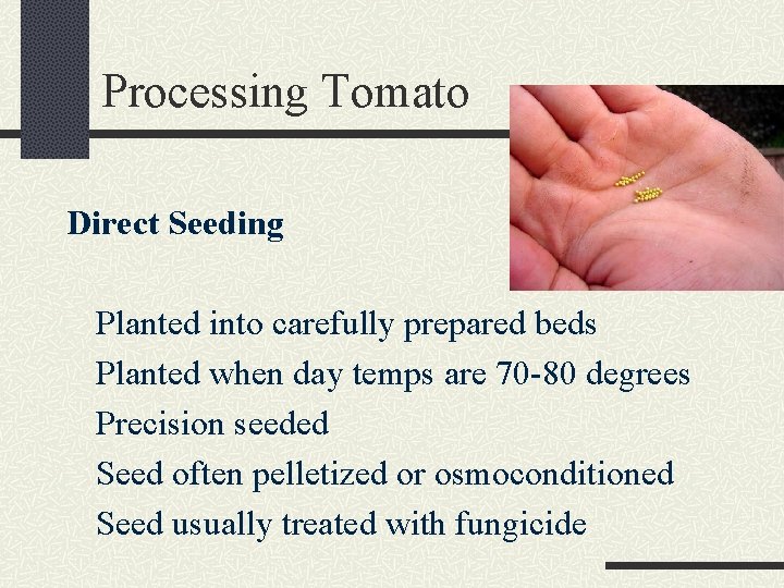 Processing Tomato Direct Seeding Planted into carefully prepared beds Planted when day temps are