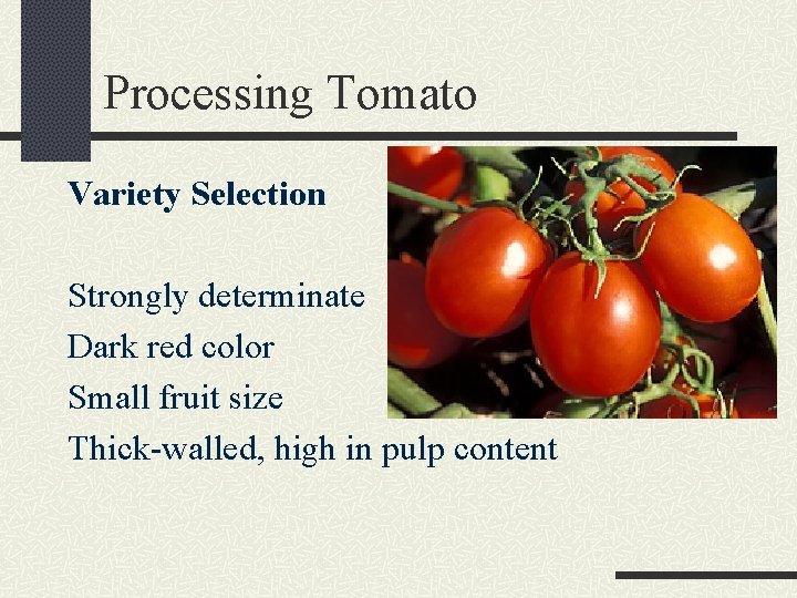 Processing Tomato Variety Selection Strongly determinate Dark red color Small fruit size Thick-walled, high