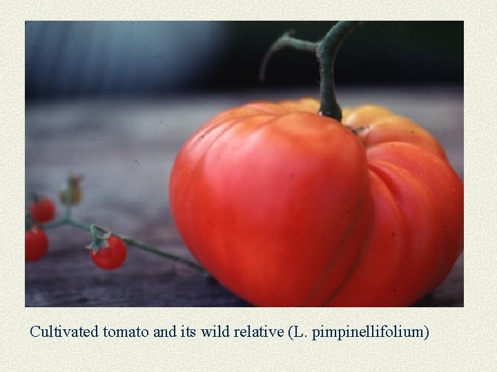 Cultivated tomato and its wild relative (L. pimpinellifolium) 