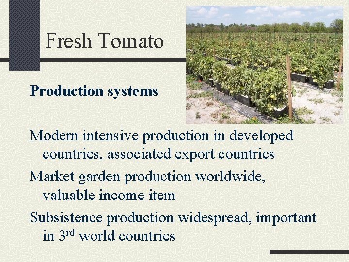 Fresh Tomato Production systems Modern intensive production in developed countries, associated export countries Market