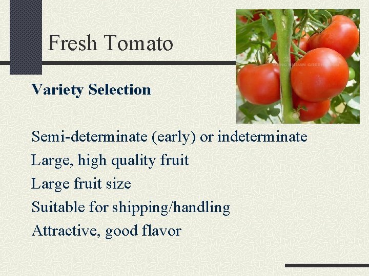 Fresh Tomato Variety Selection Semi-determinate (early) or indeterminate Large, high quality fruit Large fruit