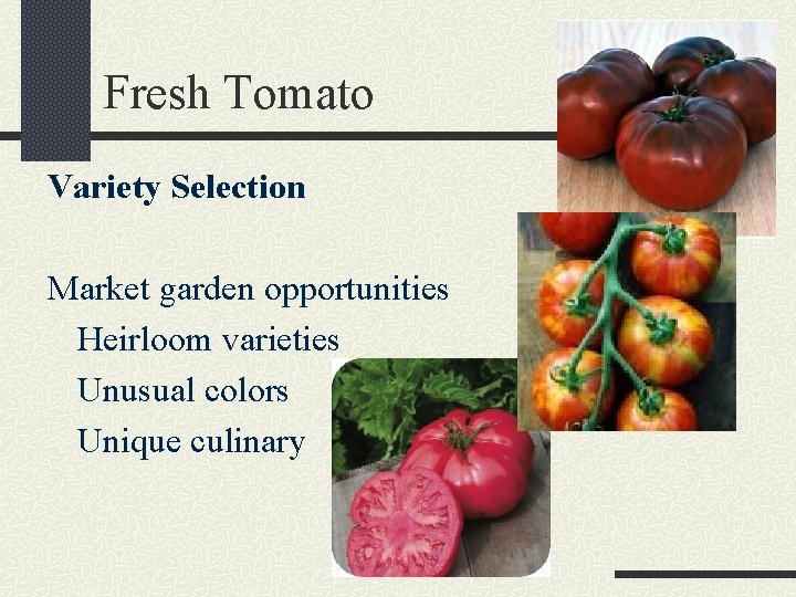 Fresh Tomato Variety Selection Market garden opportunities Heirloom varieties Unusual colors Unique culinary 