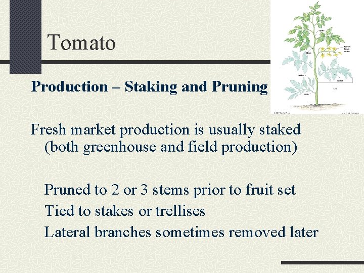 Tomato Production – Staking and Pruning Fresh market production is usually staked (both greenhouse