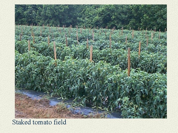 Staked tomato field 