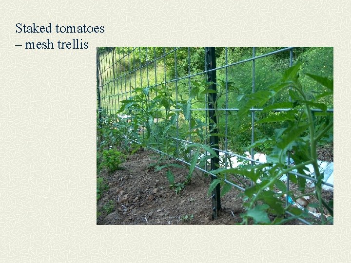 Staked tomatoes – mesh trellis 
