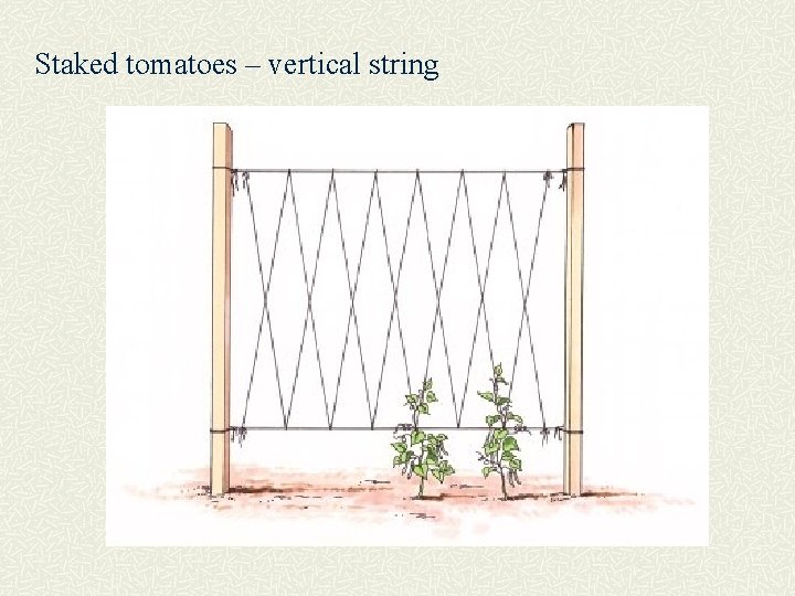 Staked tomatoes – vertical string 