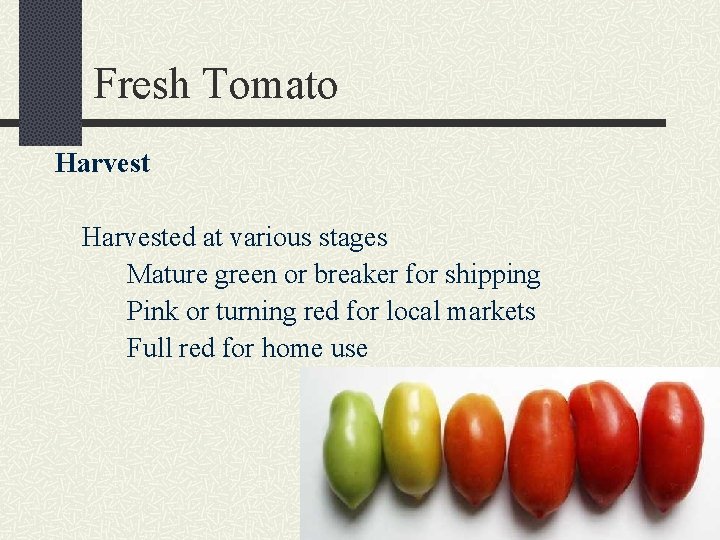 Fresh Tomato Harvested at various stages Mature green or breaker for shipping Pink or