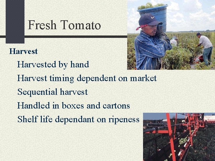 Fresh Tomato Harvested by hand Harvest timing dependent on market Sequential harvest Handled in