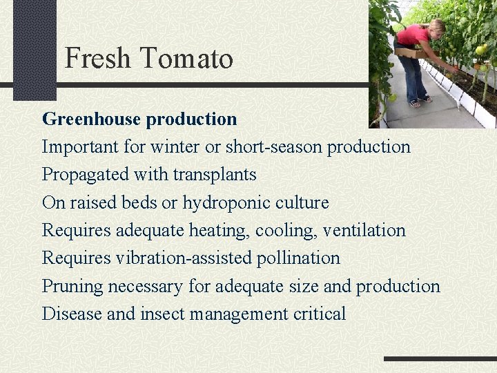 Fresh Tomato Greenhouse production Important for winter or short-season production Propagated with transplants On