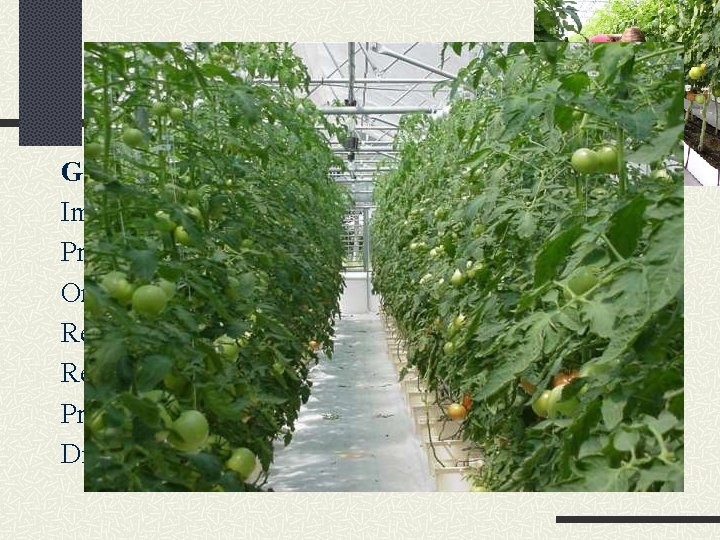 Tomato Greenhouse production Important for winter or short-season production Propagated with transplants On raised