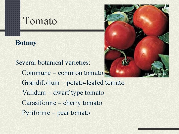 Tomato Botany Several botanical varieties: Commune – common tomato Grandifolium – potato-leafed tomato Validum