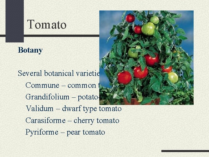 Tomato Botany Several botanical varieties: Commune – common tomato Grandifolium – potato-leafed tomato Validum