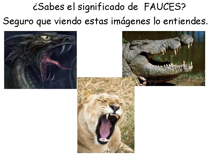 ¿Sabes el significado de FAUCES? Seguro que viendo estas imágenes lo entiendes. 