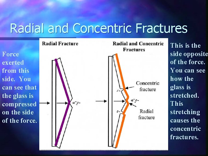 Radial and Concentric Fractures Force exerted from this side. You can see that the