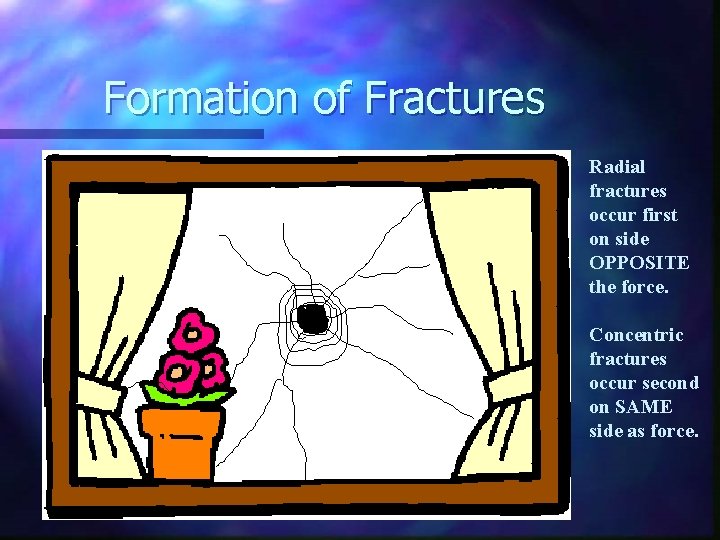 Formation of Fractures Radial fractures occur first on side OPPOSITE the force. Concentric fractures