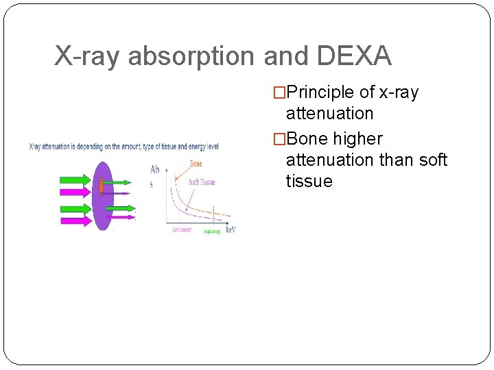 X-ray absorption and DEXA �Principle of x-ray attenuation �Bone higher attenuation than soft tissue