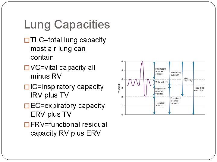 Lung Capacities � TLC=total lung capacity most air lung can contain � VC=vital capacity