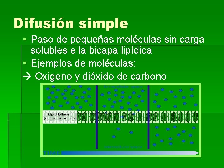Difusión simple § Paso de pequeñas moléculas sin carga solubles e la bicapa lipídica