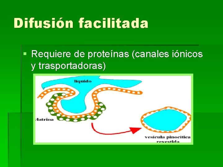 Difusión facilitada § Requiere de proteínas (canales iónicos y trasportadoras) 